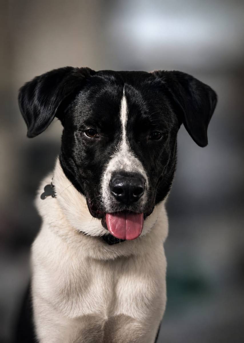 Floki, Mischling (Herdenschutz Anteil) – Hund zur Adoption im Kanton St. Gallen