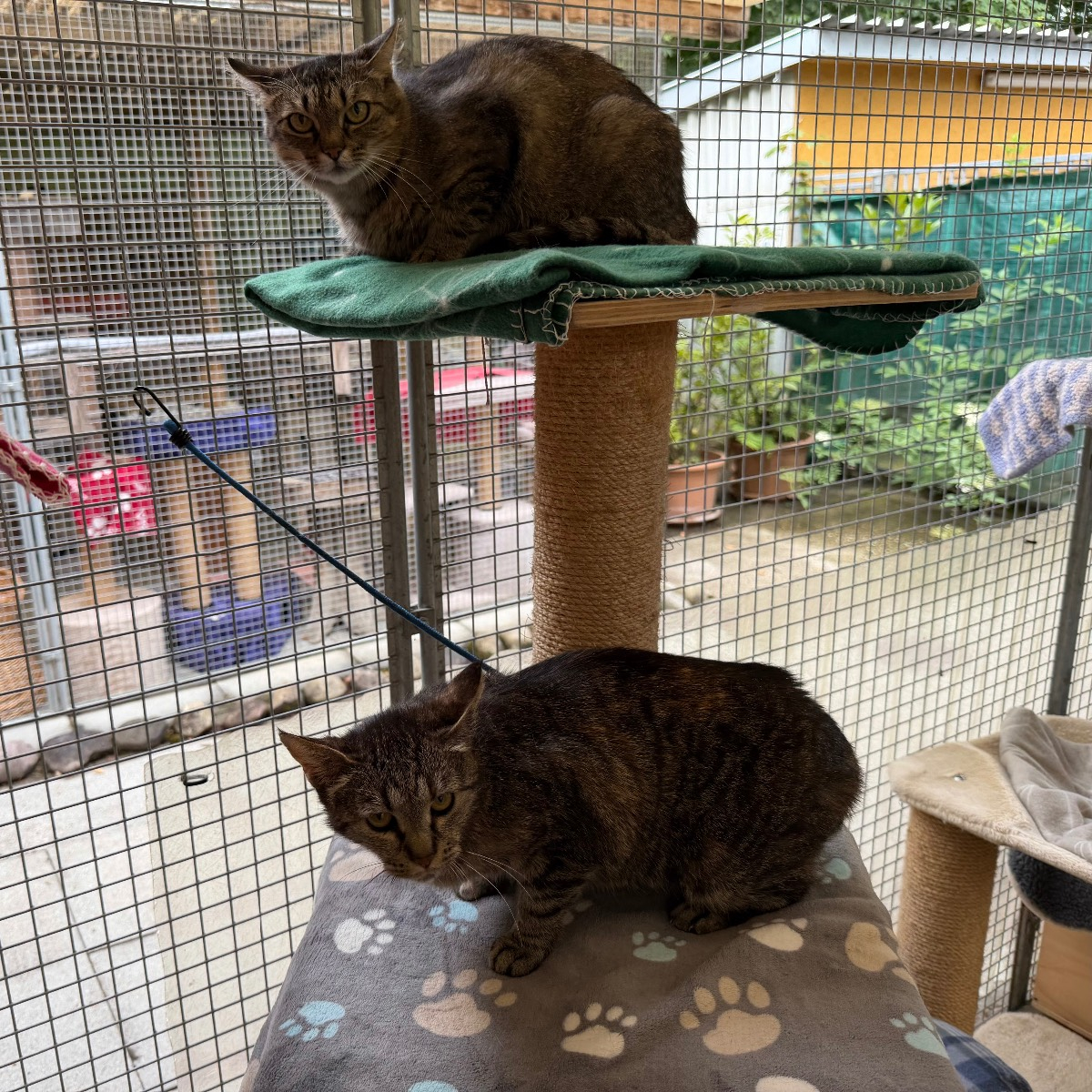 Nemesis und Pannna, Hauskatze – Katze zur Adoption in Zürich (ZH)