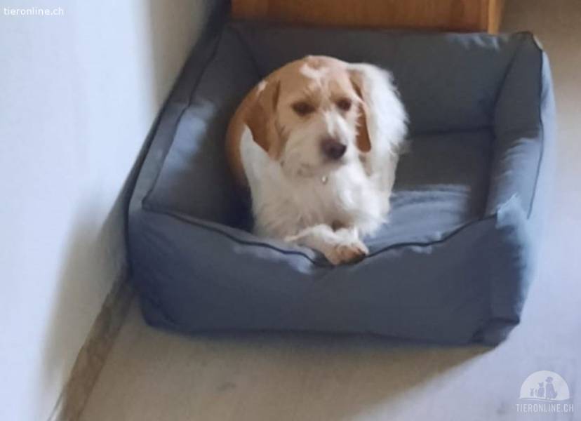 Lunetta - Lucy sucht ein neues Zuhause