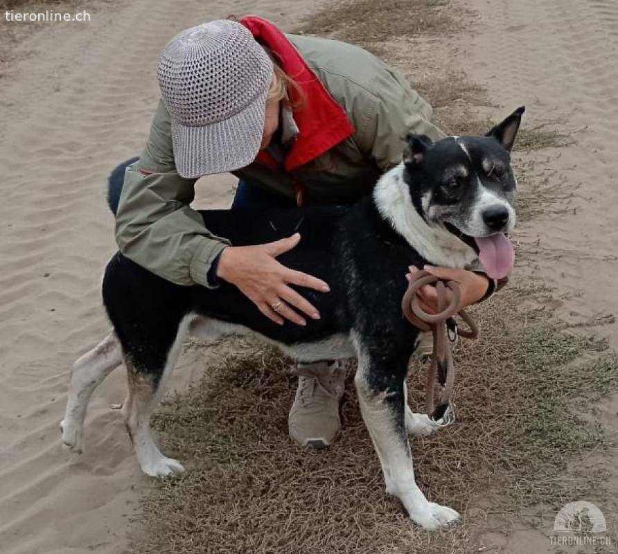 Mizso, tapferer Hundemann
