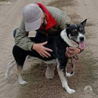 Mizso, tapferer Hundemann