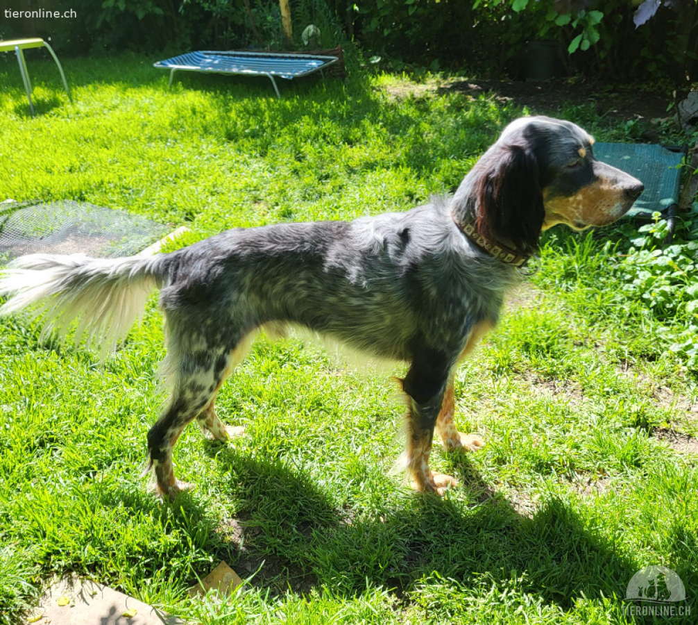 NELSON, ein echt netter Setter