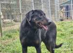 freundlicher Beauceron Luca