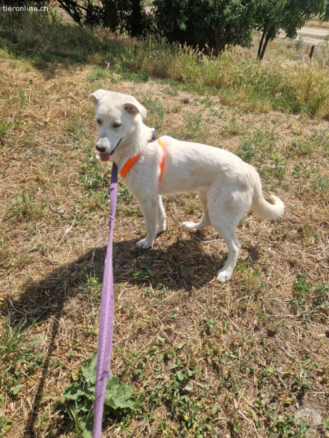 Sunny – im letzten Moment gerettet