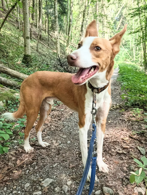 Arvo, Podenco – Hund zur Adoption in Sihlbrugg (ZG)