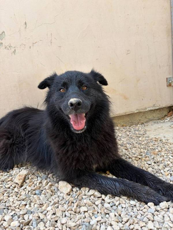 Čupka (3 Jahre) – eine treue Seele sucht Menschen, die sie nie wieder im Stich lassen 🖤🐾
