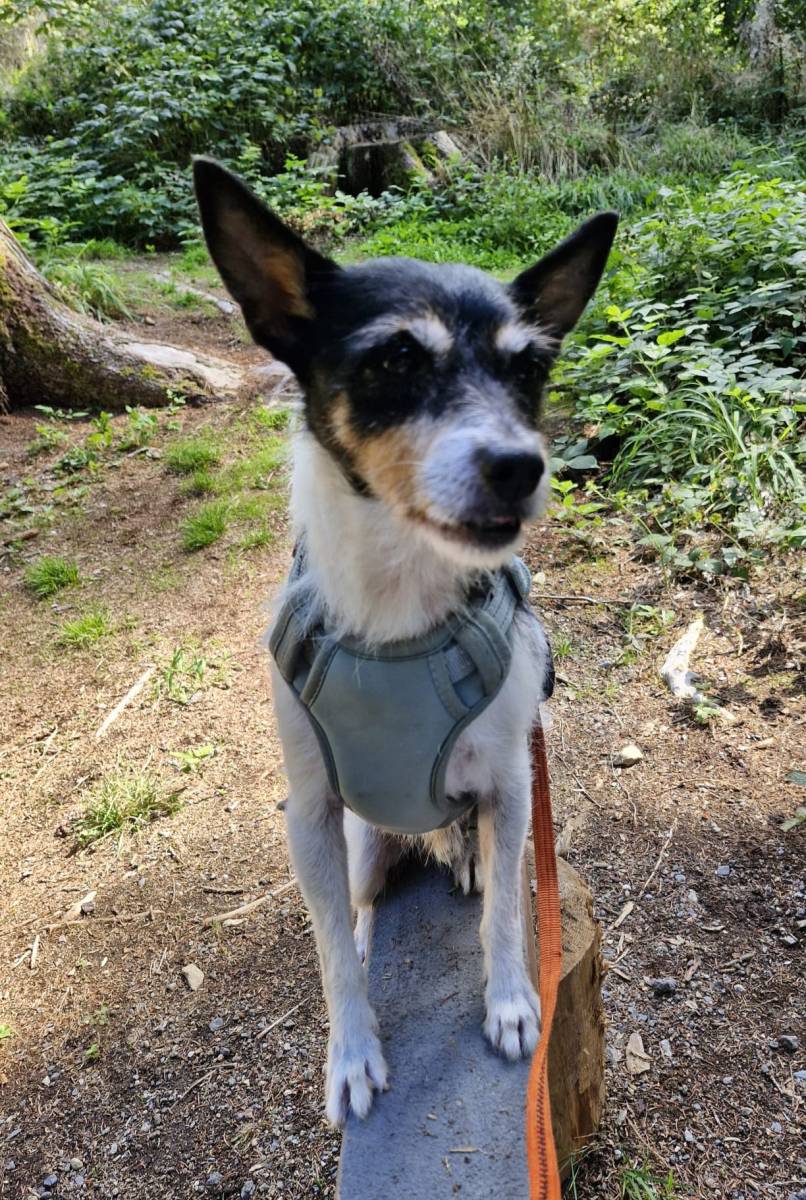 Wuschel Turron, Mischling – Hund zur Adoption im Kanton Uri