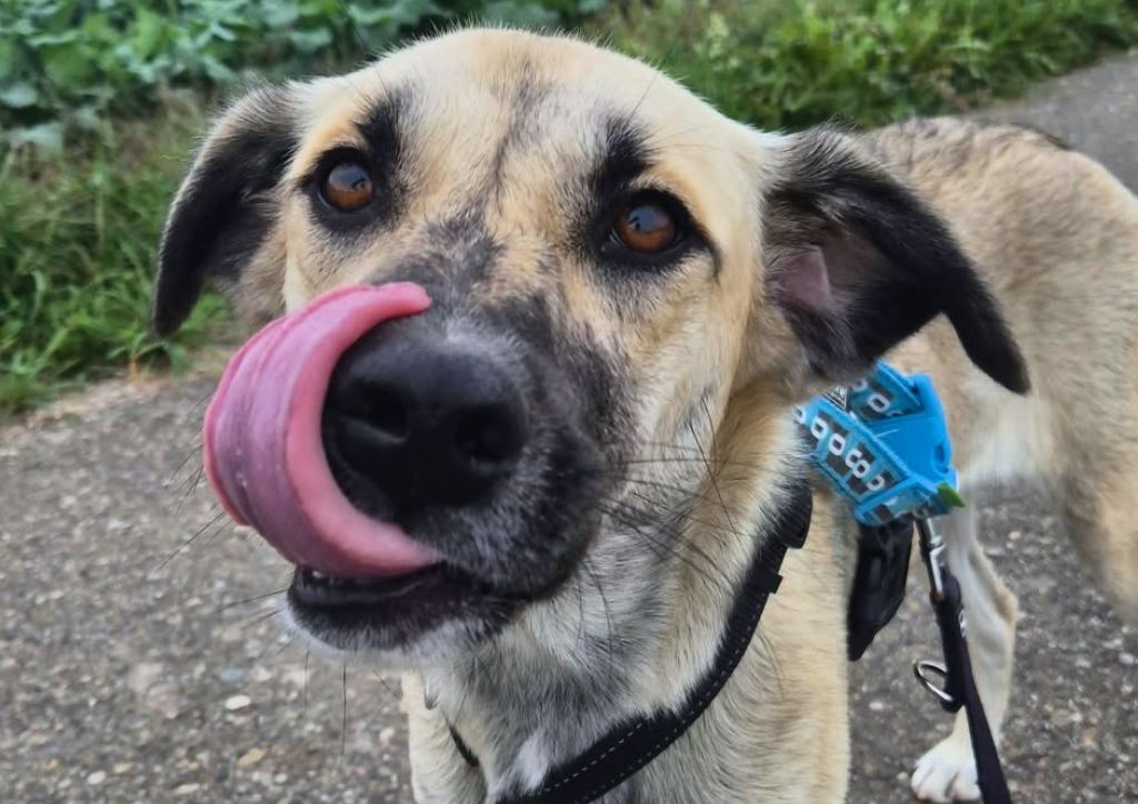 Starlet, Mischling – Hund zur Adoption im Kanton Zürich