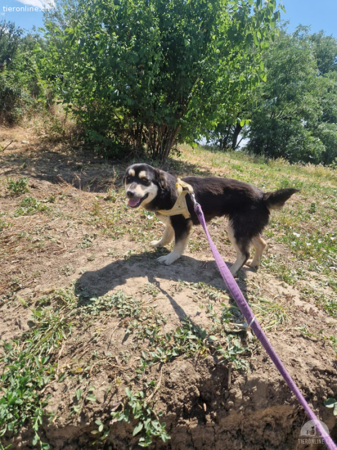 Daisy – zartes Herz sucht sicheren Hafen