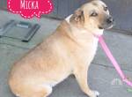 Micka eine sanfte Seele
