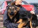 Batman – ein kleiner Held auf vier Pfoten sucht sein Zuhause