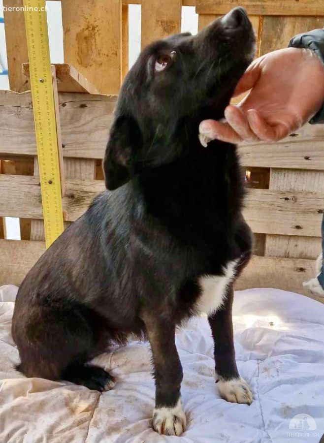 Blacky ist verträglich, verschmust und verspielt