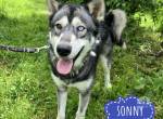 Sonny ein Traum auf 4 Pfoten