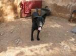 Zoe sucht ein Zuhause!