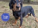 Toby ein freundlicher Bub