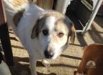 Liza unsere aufgeschlossene griech Schäferhundmix- Dame
