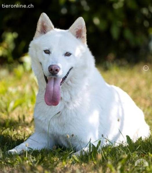 Odin, der wunderbare Husky-Prinz