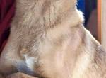 Linus – junger Rüde sucht geduldiges und liebevolles Zuhause