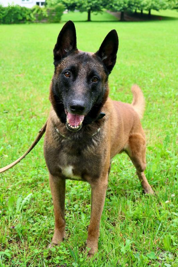 Rex- Wunderschöner, kluger Malinois mit grossem Herzen