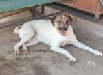 Flynn – Mama-Kind sucht passende Mama zum Liebhaben!