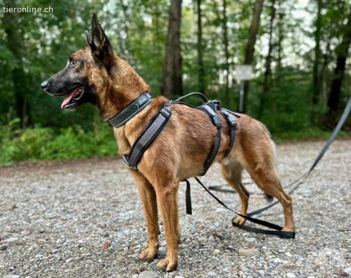 Malinois-Mix ROCKY wartet bereits in 07806 Weira