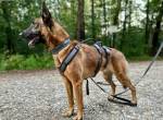 Malinois-Mix ROCKY wartet bereits in 07806 Weira