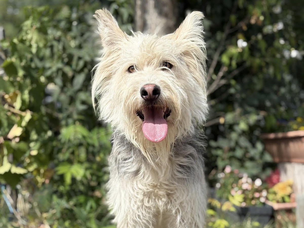 Kean, Mix – Hund zur Adoption im Kanton Bern