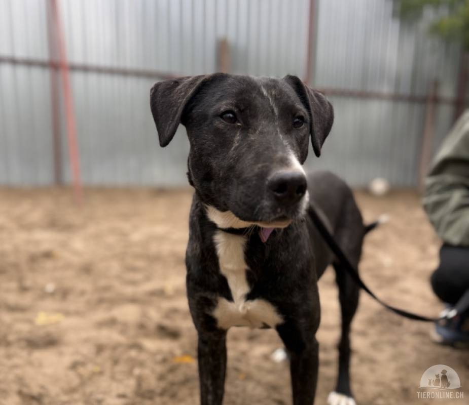 Lennon, toller junger Hundemann