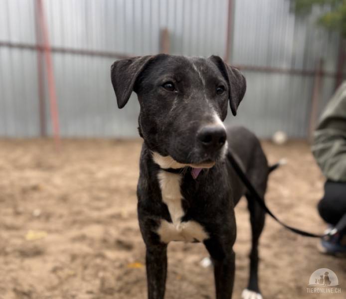 Lennon, toller junger Hundemann