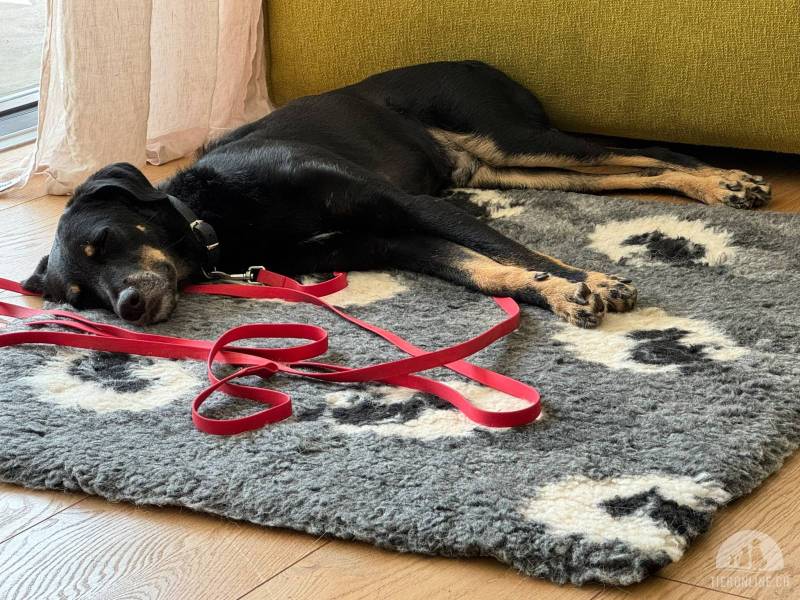 Hunde Schweiz