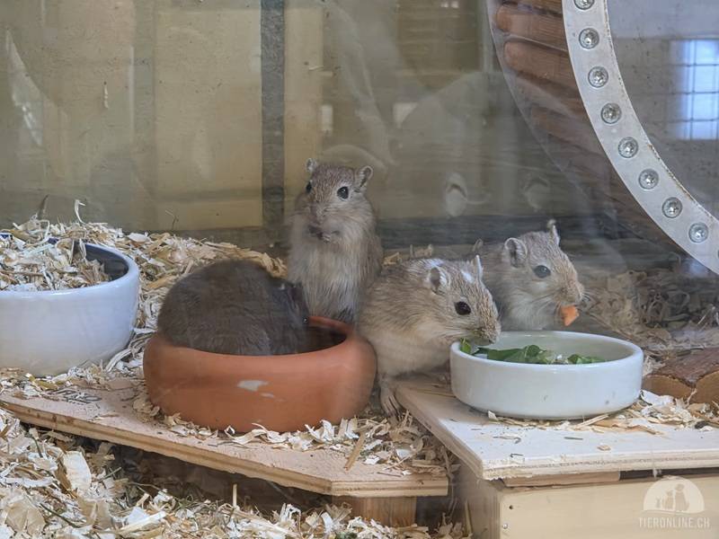 Nagetiere