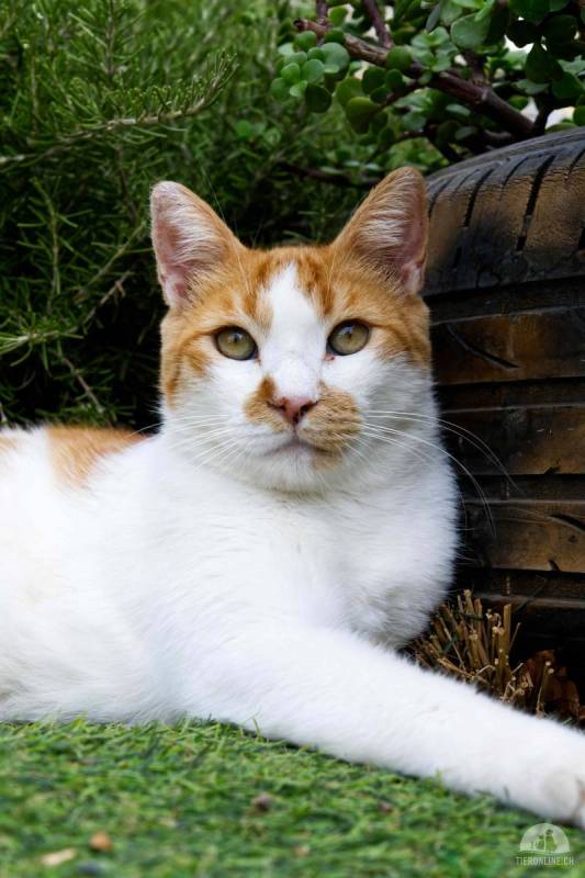 Moyo - Der besondere Kater sucht sein Glück