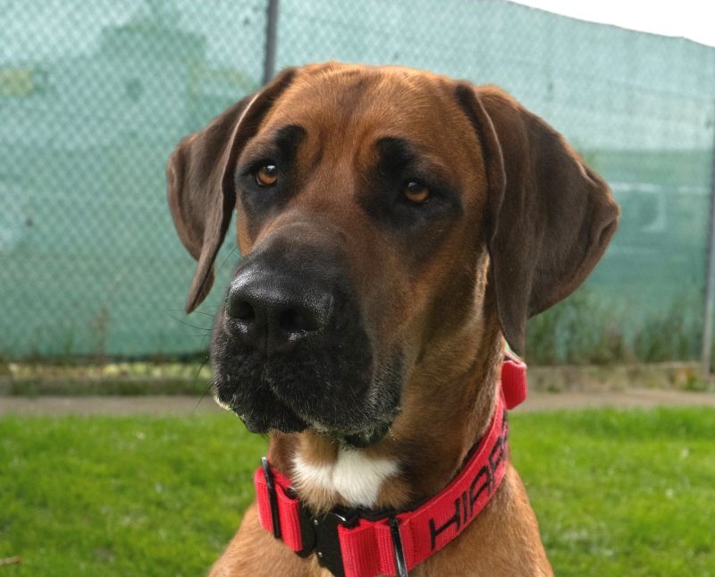 Kiara, Dobermann-Bernhardiner-Mix – Hund zur Adoption in Volketswil (ZH)