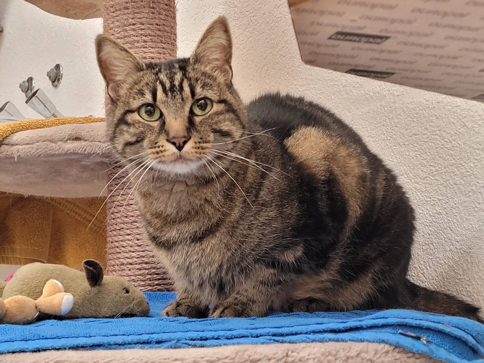 Diablo, Mischling – Katze zur Adoption in Nesslau (SG)