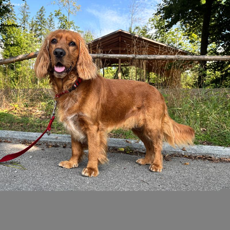 Gringo, Cocker Spaniel – Hund zur Adoption in Zürich (ZH)