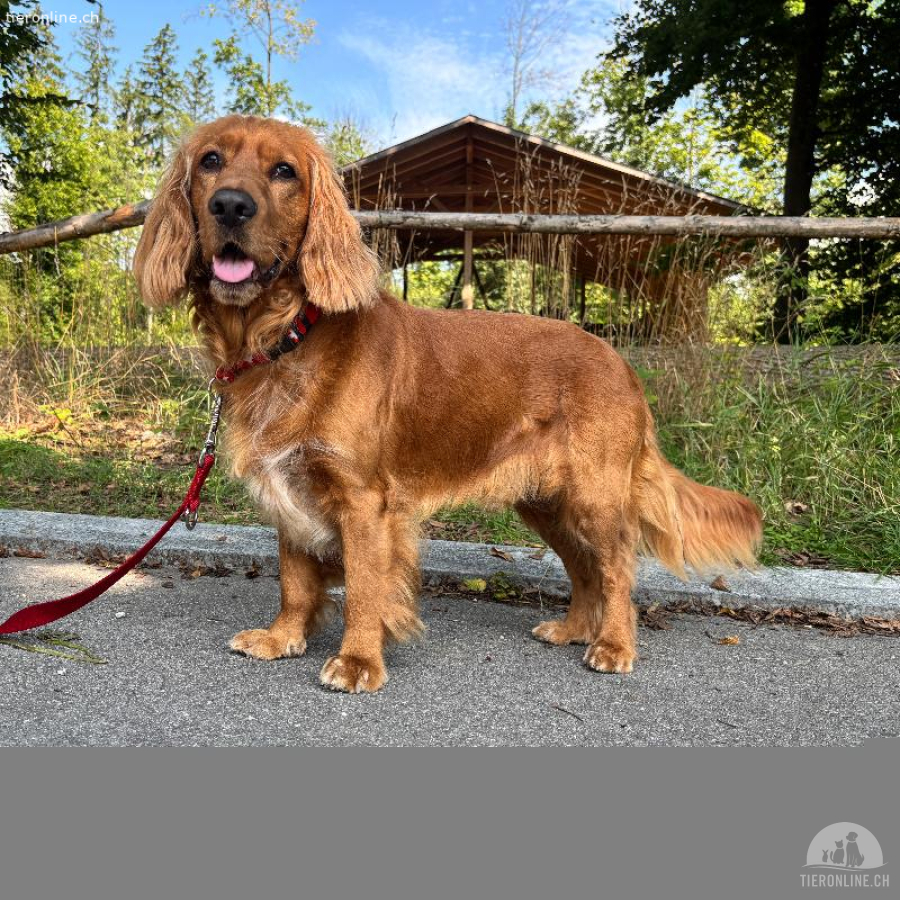 Gringo, Cocker Spaniel, braucht viel Hundeerfahrung
