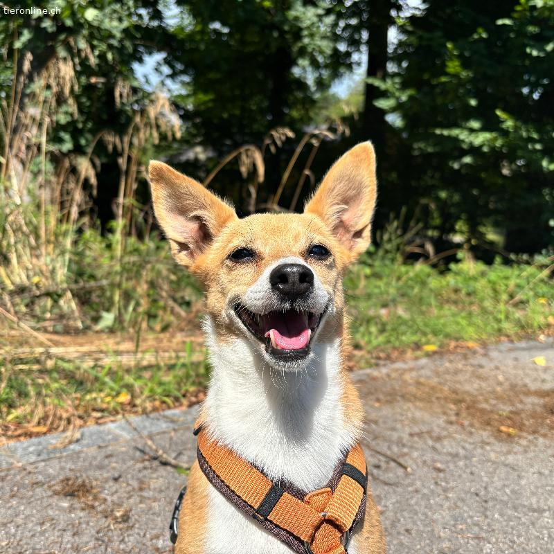Diego, Podencomischling – Hund zur Adoption in Zürich (ZH)