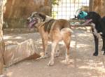 Mack sucht ein Zuhause!