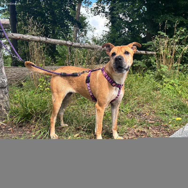 Meret, Mischling (Sharpei) – Hund zur Adoption in Zürich (ZH)