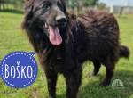 Bosko ein toller Rüde