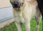 freundlicher Kangal sucht Rassekenner