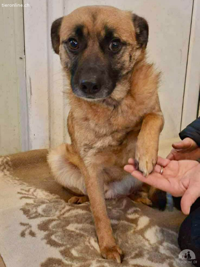 Arko – sensibler Rüde sucht ruhigen Neuanfang