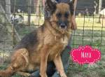 Maya ein einsamer Schatz