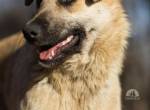 Greta - sucht ein liebevolles zuhause