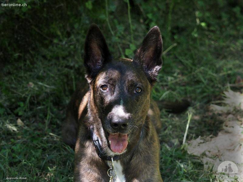 Toby, der schöne Malinois-Mix, sucht ein Zuhause