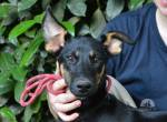 Drifa - vorsichtiges Hundemädchen auf der Suche nach Liebe