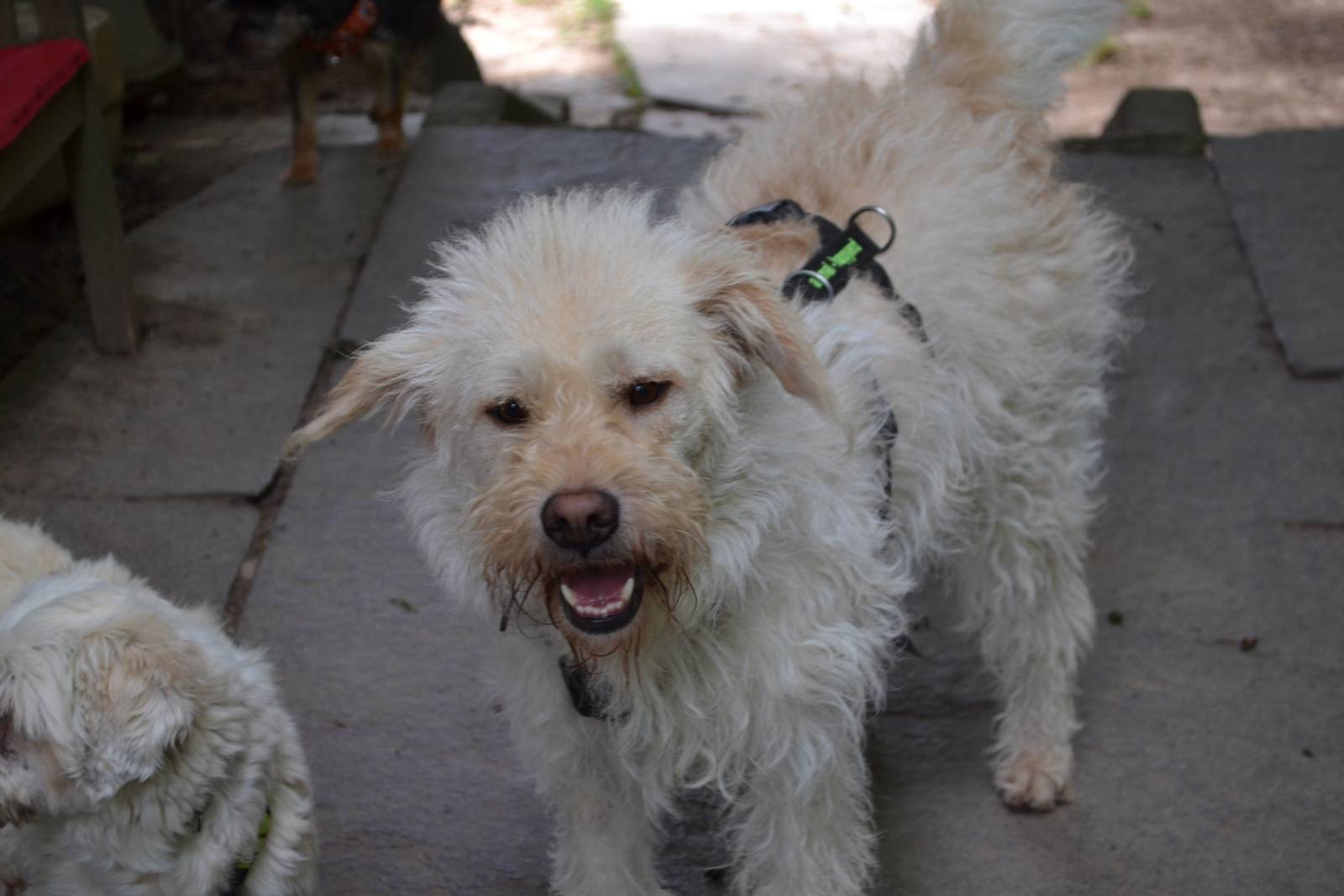 Flavio, Mischling – Hund zur Adoption in Würenlos (AG)