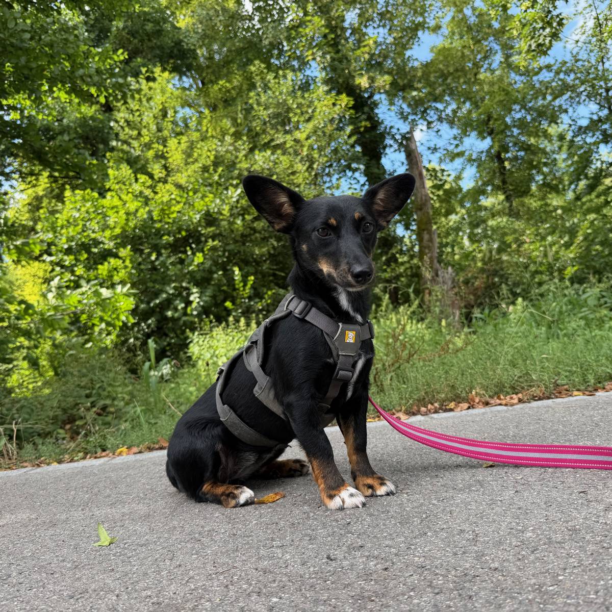Raya, Mischling – Hund zur Adoption in Zürich (ZH)