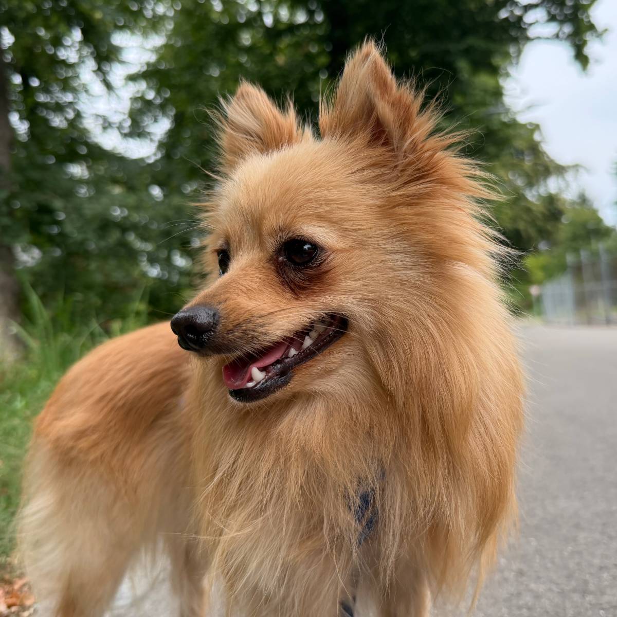 Samson, Spitz – Hund zur Adoption in Zürich (ZH)