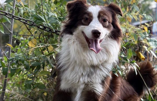Zselinke, Mini Australien Shepherd – Hund zur Adoption im Kanton St. Gallen
